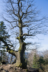 The hiking trail around the Battert mountain in Baden Baden. A really beautiful trail. Baden Wuerttemberg, Germany, Europe