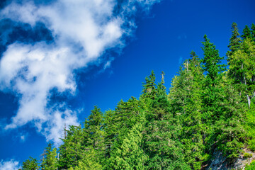 Forest against a beautiful blue sky