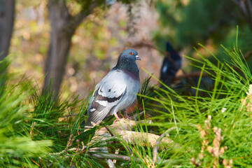 pigeon on the tree