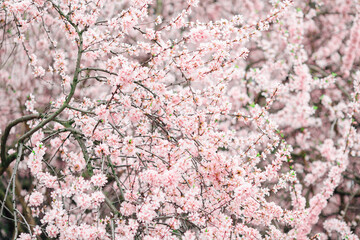 Beautiful Cherry Blossom is full blooming. delicate petals on a branch. blurred soft background and selected focus.