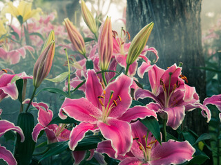 Close up fresh pink Lily flowers in garden, clearly see stamen and pollen. Adjusted color tone.