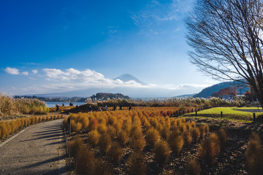 View of Mount Fuji from Oishi park