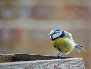 a blue tit on the wooden bird table dining on seed and meal worms