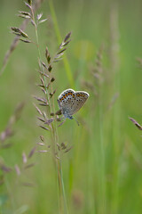 Brown argus butterfly on a plant .