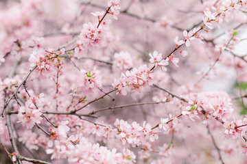 blooming pink sakura flowers on a tree branch. the concept of spring and the beginning of flowering. Selected focus and blurred background.