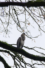 Heron, a coastal bird, perching on a tree