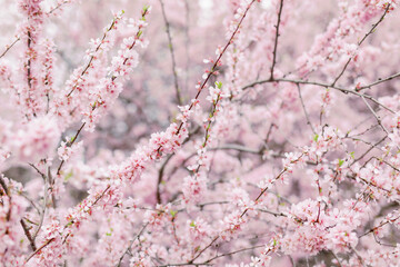 Sakura blooming. Cherry Blossom in Springtime. Beautiful pink flowers. blooming garden and blossoming flowers on the tree. copy space. selective focus and blurred background