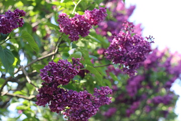 lilac flowers in the garden
