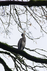 Heron, a coastal bird, perching on a tree