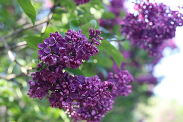 lilac flowers in the garden