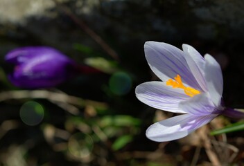 white blooming crocus and splashes of light