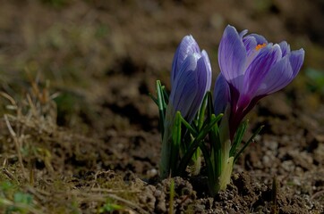 purple crocuses and flower buds