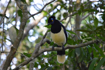 Obraz premium Yellow bird