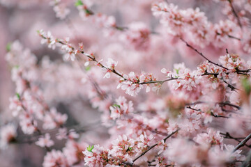 Cherry Blossom with Soft focus, Sakura season and early spring