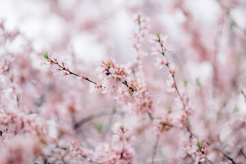 Beautiful Cherry Blossom is full blooming. delicate petals on a branch. blurred soft background and selected focus.