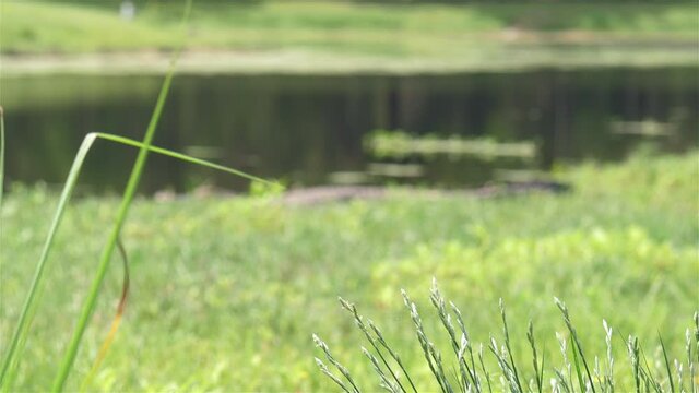Alligator sunning near Florida public pond in grass, focus pull