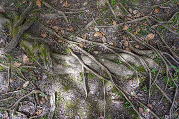 tree roots coming out of the ground
