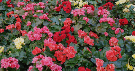 Naklejka premium Colorful rose begonia in garden