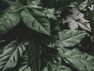Fond texture végétal - grandes feuilles vertes d'une plante tropicale - vue du dessus - ambiance de couleurs mates