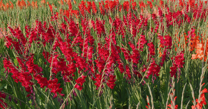 Colorful gladiolus flower farm with sunlight