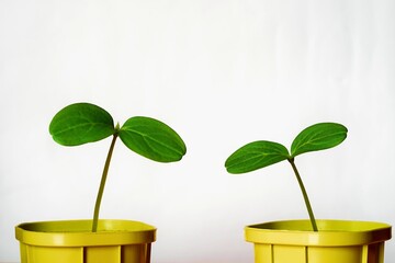 young green plants or seedlings of crops close-up in two pots for cultivation and on a white...