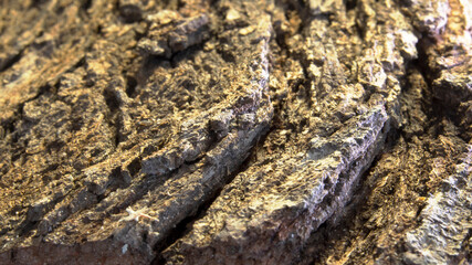 Close-up view of natural bark 