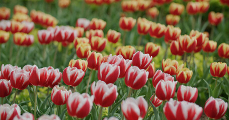 Red and yellow tulip flower garden