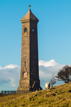 Tyndale monument in Gloucestershire, England. Autumn mood, orange brick and grass. On the hill fat sheep is standing and looks to the camera. The sheep stands between tower and burgundy tree.