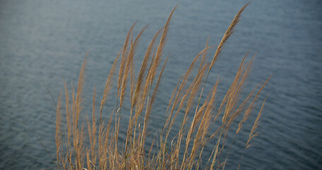 Reed grass on the seaside