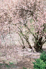 Ornamental garden with majestically blossoming large cherry trees on a fresh green lawn. Sakura blossom. Tree branch with flowers. Selected focus and blurred background