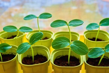 young green plants or shoots seedlings of agricultural crops closeup in pots for growing