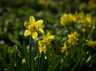 A closeup of daffodils in spring 2021 with lovely bokeh