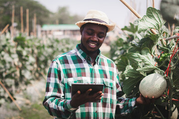 Happy african farmer standing in the organic melon farm with looking tablet .Agriculture or...
