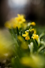 A closeup of daffodils in spring 2021 with lovely bokeh