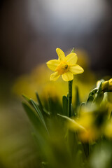 Fototapeta premium A closeup of daffodils in spring 2021 with lovely bokeh