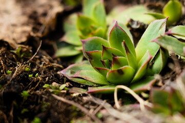 Fototapeta premium sempervivum in the garden, succulents