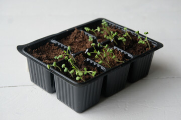 Young plant sprouts in the ground. Seedling. Gardening.