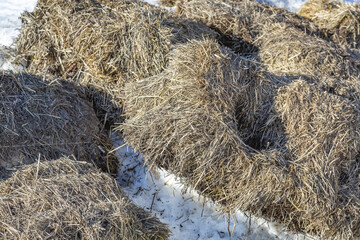 Dry straw and grass stalks on an agricultural farm for livestock feed