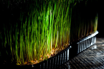 Wheat microgreen on a black background. Texture of green stems close up. Shoots sprouted from grains. Contrasting dramatic light as an artistic effect.