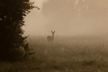 Duch przyrody sarna europejska (Capreolus capreolus) we mgle, sarna o poranku o świcie na łące © PeterG