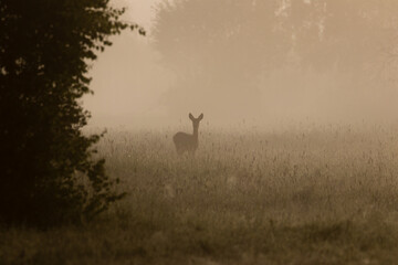 Duch przyrody sarna europejska (Capreolus capreolus) we mgle, sarna o poranku o świcie na łące - obrazy, fototapety, plakaty