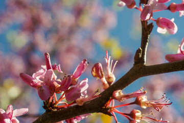 VARIETY OF FLOWERS, PLANTS AND TREES IN THE BOTANICAL GARDEN OF BARAKALDO