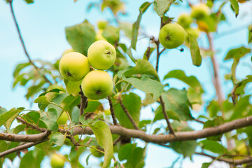 garden apples