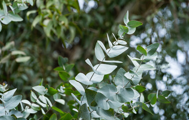 Beautiful fragrant emerald evergreen leaves of Eucalyptus tree or gum tree in Arboretum Park...