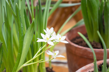 Fototapeta premium White spring flowers in pots