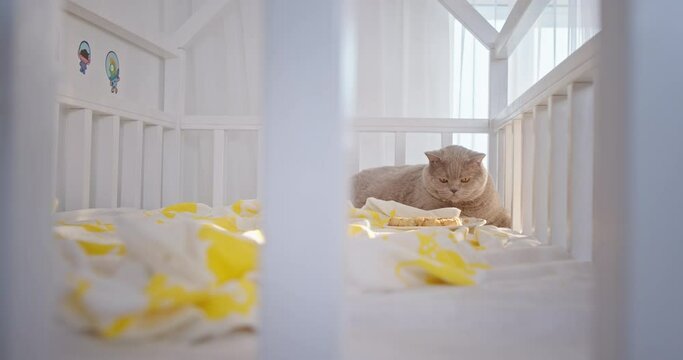 Big grey lazy cat with yellow eyes and fluffy fur laying on the bad in the light kidroom looking on something else 