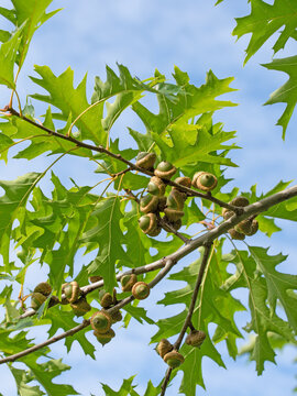 Fr&uuml;chte der Sumpf-Eiche, Quercus palustris