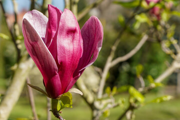VARIETY OF FLOWERS, PLANTS AND TREES IN THE BOTANICAL GARDEN OF BARAKALDO