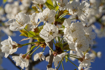 VARIETY OF FLOWERS, PLANTS AND TREES IN THE BOTANICAL GARDEN OF BARAKALDO