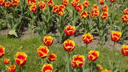 beautiful red and yellow tulips bloom in spring in the garden